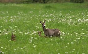 Het Appense veld